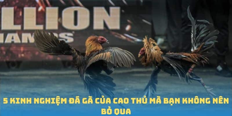 5 kinh nghiệm đá gà của cao thủ mà bạn không nên bỏ qua