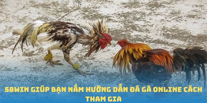 58win giúp bạn nắm hướng dẫn đá gà online cách tham gia