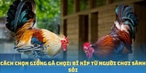 Cách Chọn Giống Gà Chọi