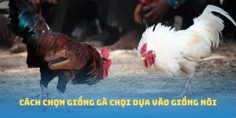 Cách chọn giống gà chọi dựa vào giống nòi