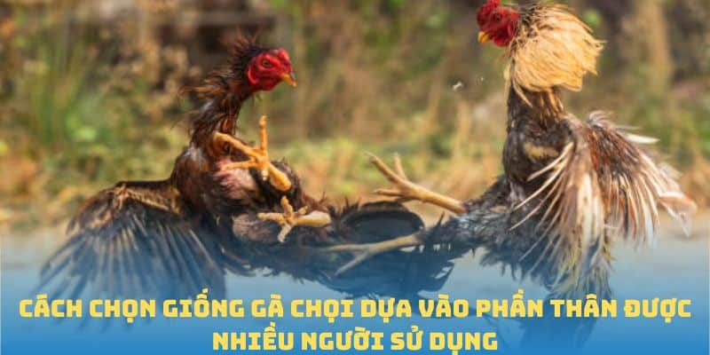 Cách chọn giống gà chọi dựa vào phần thân được nhiều người sử dụng