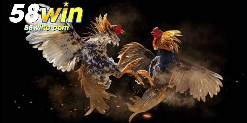 Chọi gà cựa dao hiện là thể loại được nhiều thành viên 58Win ưa thích