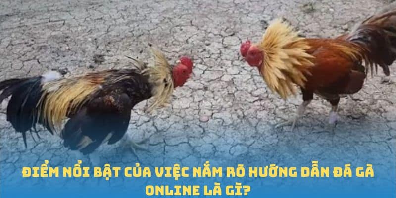 Điểm nổi bật của việc nắm rõ hướng dẫn đá gà online là gì