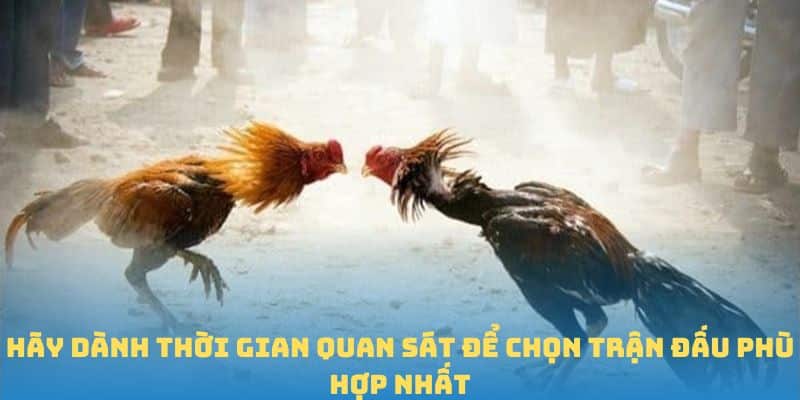 Hãy dành thời gian quan sát để chọn trận đấu phù hợp nhất