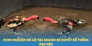 Kinh Nghiệm Đá Gà