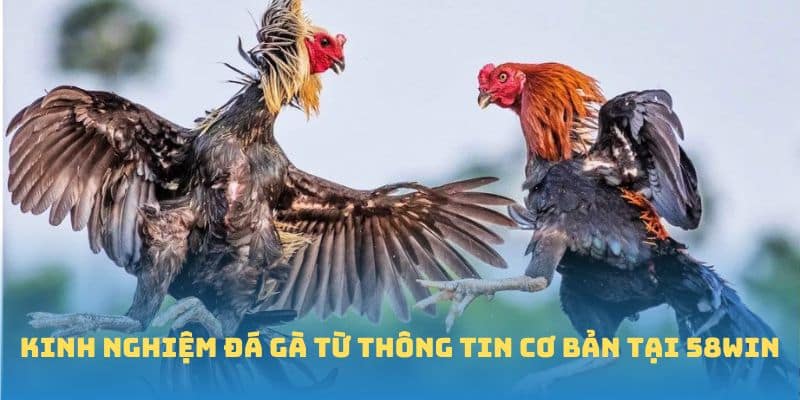 Kinh nghiệm đá gà từ thông tin cơ bản tại 58win