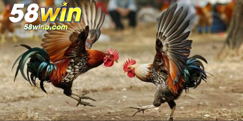 Nắm rõ nguyên tắc tính điểm, đặt cửa của từng kèo chọi gà