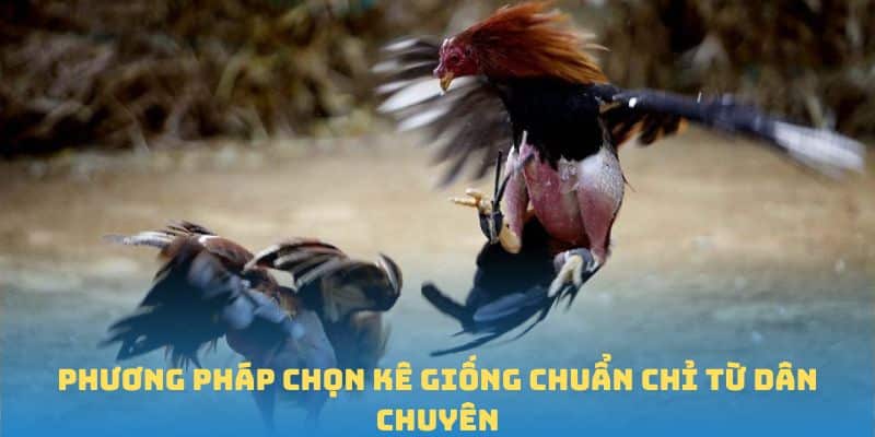 Phương pháp chọn kê giống chuẩn chỉ từ dân chuyên