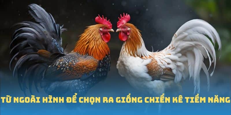 Từ ngoài hình để chọn ra giống chiến kê tiềm năng