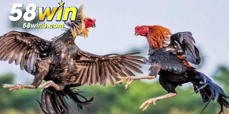 Ưu tiên cá cược vào những khoảng thời gian tối ưu tại nền tảng