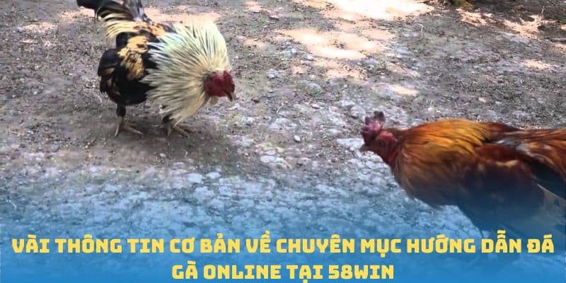 Vài thông tin cơ bản về chuyên mục hướng dẫn đá gà online tại 58WIN
